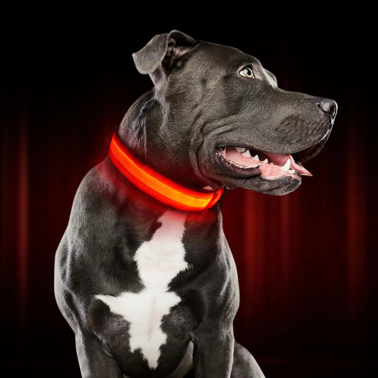 LUMIVO – LED Dog Collar for Night Walks