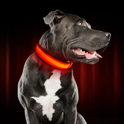 LUMIVO – LED Dog Collar for Night Walks