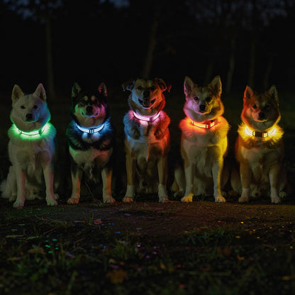 LUMIVO – LED Dog Collar for Night Walks